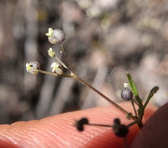 Apiastrum angustifolium