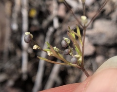 Apiastrum angustifolium