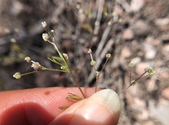 Apiastrum angustifolium