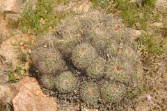Echinofossulocactus wippermannii