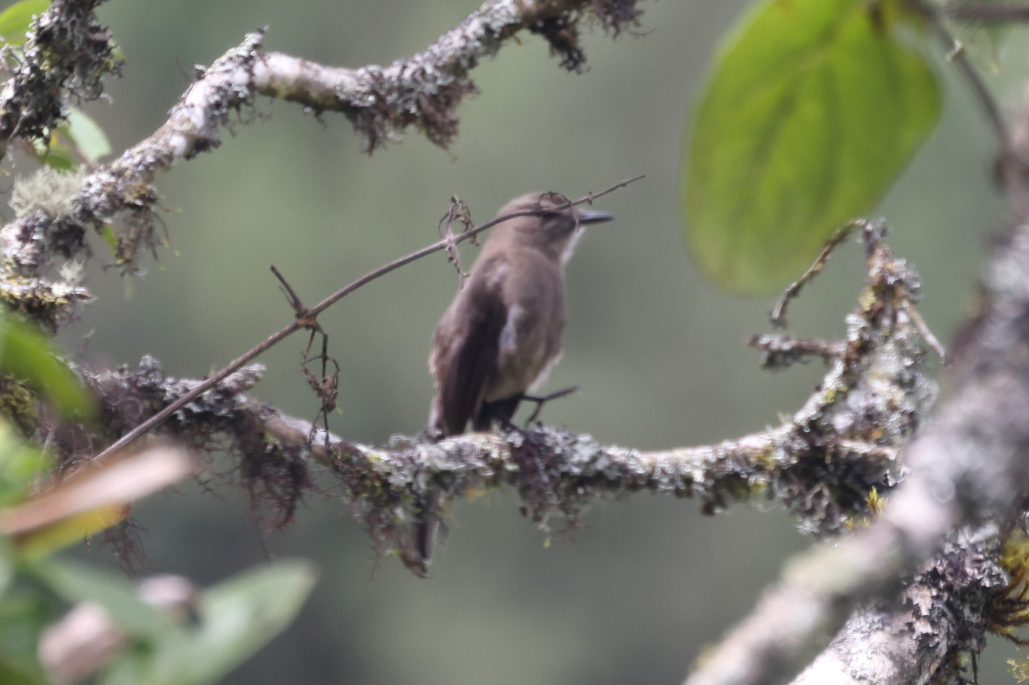Smoky Bush Tyrant (Myiotheretes fumigatus), photo 9