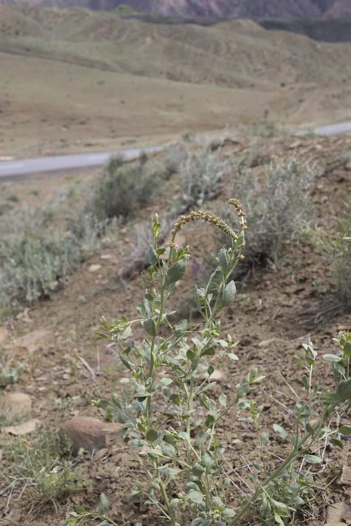 Reseda microcarpa