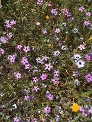 Leptosiphon ambiguus