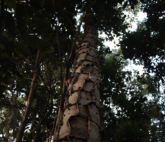 Piptadenia gonoacantha