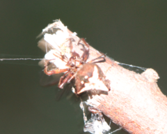 Verrucosa scapofracta