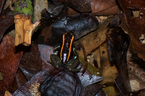 Golfodulcean Poison Frog, Phyllobates vittatus