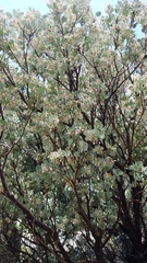 Arctostaphylos viscida