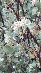 Arctostaphylos viscida