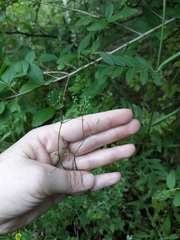 Spermolepis