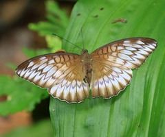 Tanaecia cocytina