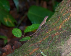 Anolis osa