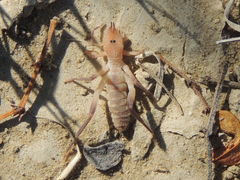 Ammotrechidae
