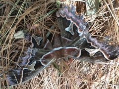 Rothschildia cinctus