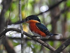 Chloroceryle aenea image