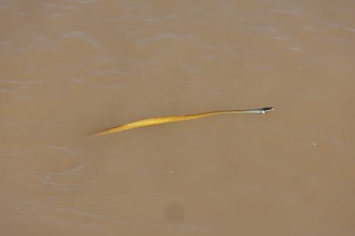 Common Tree Snake sighting