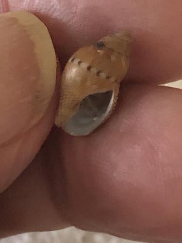 Rhombinella laevigata observed 2024-05-11