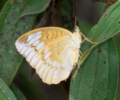 Tanaecia cocytina