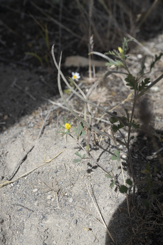 Medick (Medicago monantha)