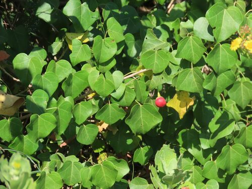 Image of Thespesia acutiloba by no rights reserved