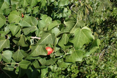 Image of Thespesia acutiloba by no rights reserved