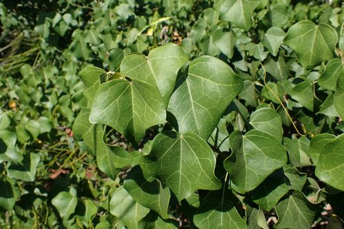 Image of Thespesia acutiloba by no rights reserved