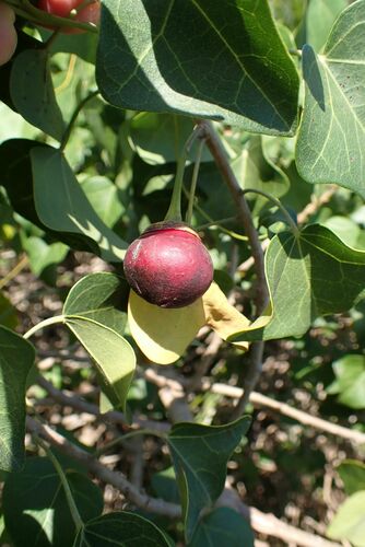 Image of Thespesia acutiloba by no rights reserved