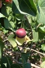 Thespesia acutiloba, photograph author not stated, no rights reserved