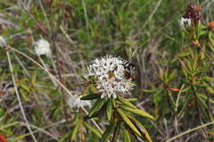 Bombus vancouverensis vancouverensis