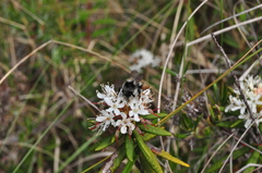 Bombus vancouverensis vancouverensis