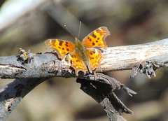 Polygonia satyrus