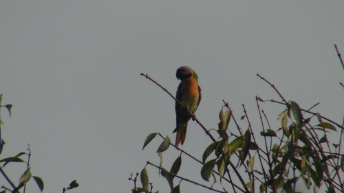Mainland Red-breasted Parakeet