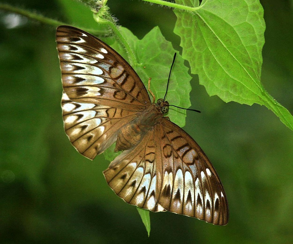 Peninsular Viscount