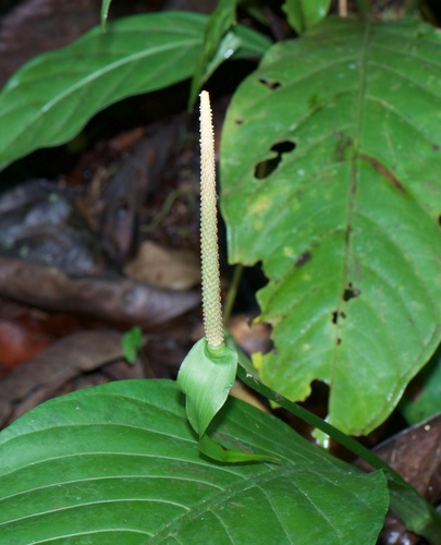 Anthurium acutifolium, photograph 3