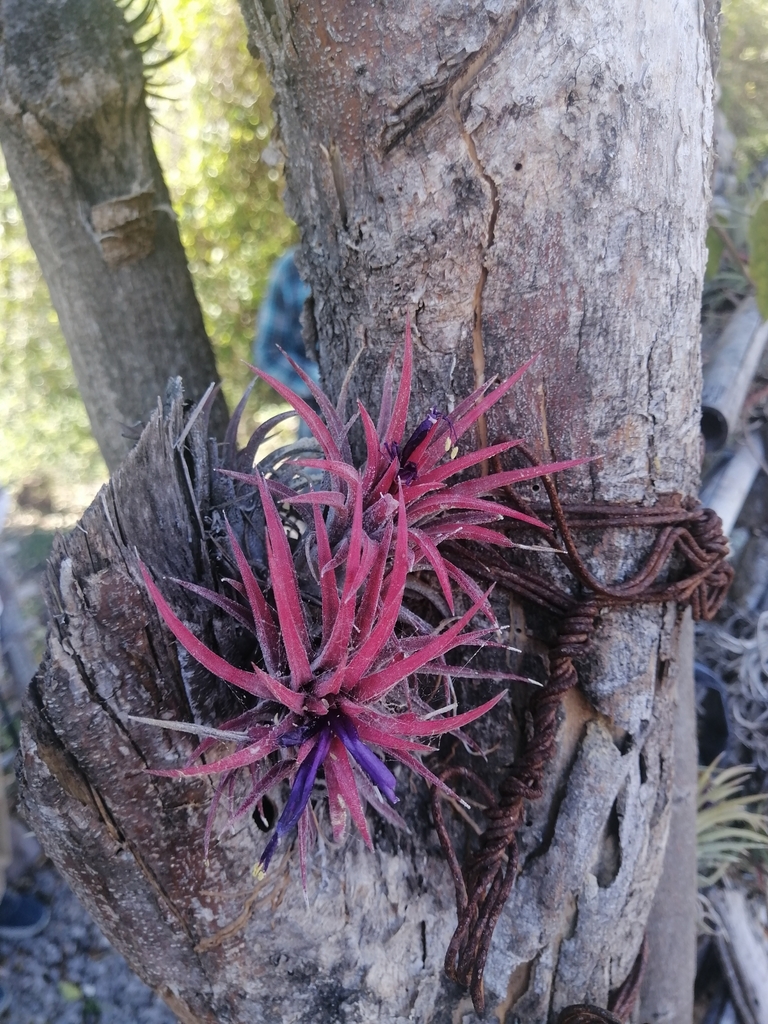 Tillandsia ionantha, Jardín Etnobiológico UAQ Concá, Arroyo Seco, Qro