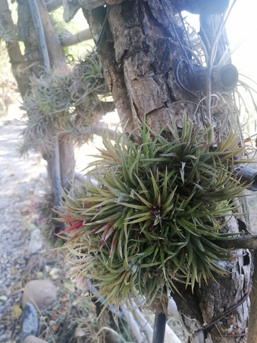 Tillandsia ionantha