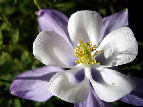 blue columbine