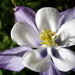 Colorado Columbine - Photo (c) Salomé, some rights reserved (CC BY-NC-SA)