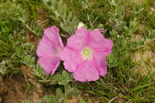 Ipomoea lenis