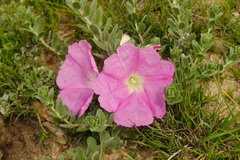 Ipomoea lenis