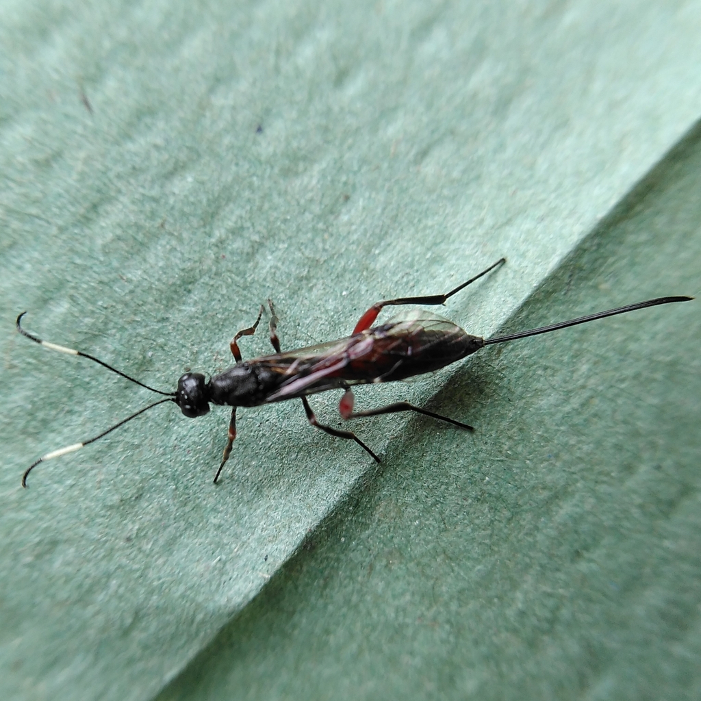 Xorides fuligator