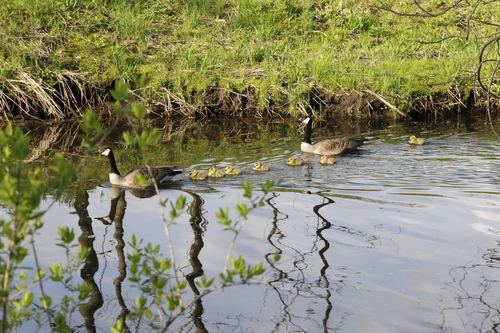 Giant Canada Goose photographed in Minnesota