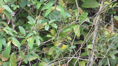 Passeriformes
