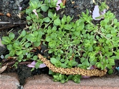 Stellaria media