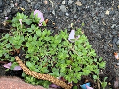 Stellaria media
