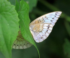Tanaecia munda