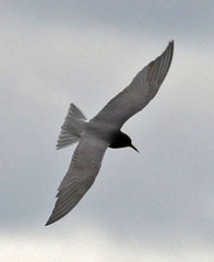 Black Tern photo 6