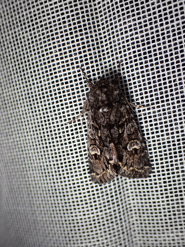Papestra biren
