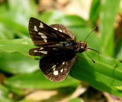 Taractrocera ardonia lamia