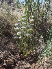 Monarda pectinata