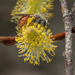 Andrena andrenoides - Photo (c) Heather Holm, algunos derechos reservados (CC BY-NC), subido por Heather Holm